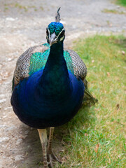 Peacock Bird