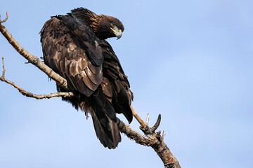 Golden Eagle - Colorado