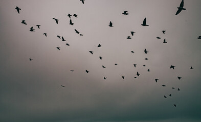a sky full of birds