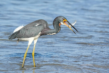 Tri-colored Heron - Florida