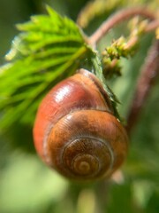 snail on leaf