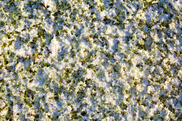 Grass covered with snow in a frosty sunny day background photo.