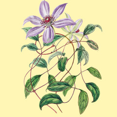Plants and flowers