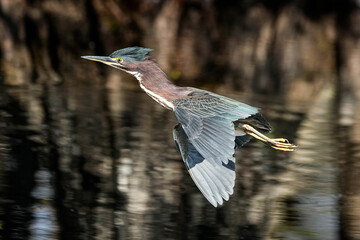 Green Heron - Florida