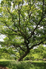 Forest at Stora Amundön island in Gothenburg, Sweden