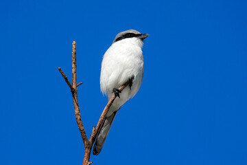 Northern Shrike