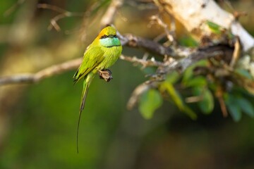 Vlha proměnlivá (Merops orientalis) Green bee-eater, sitting on the branch at Wilpattu park Sri Lanka