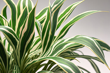 Close up side view of the sword shaped decorative leaves of a potted Chlorophytum laxum plant with white and green variegated borders. Generative AI