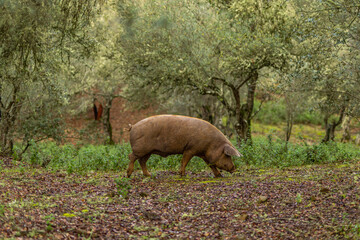 pig in the wood