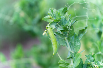 Pods of green peas grow on the garden