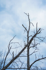 Bare trunks and branches