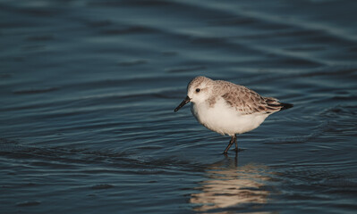 sand piper wading in the water