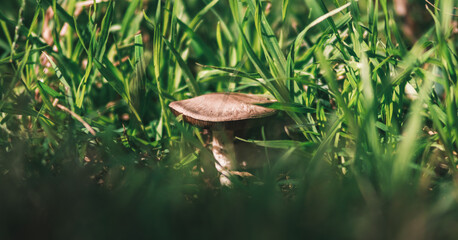 mushroom hiding in the grass