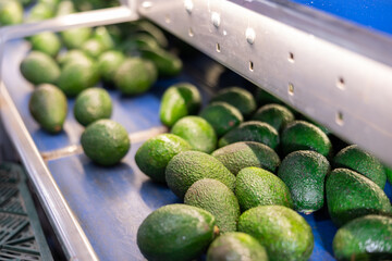 View of fresh ripe Hass avocados with dark green bumpy skin, running on conveyor belt of sorting...
