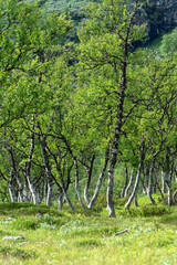 A birch grove in Norway. The floor is covered with moss