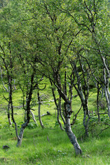 A dreamy birch forest in Norway