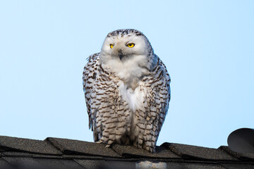 Snowy Owl on alert standing on roof top looking left.