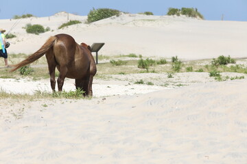 Wild Horses on Beach in Maryland, Summer 2022