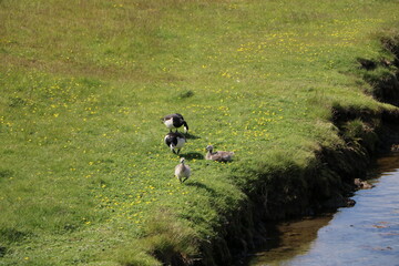 Family of Branta leucopsis in spring, Sweden