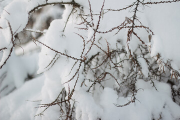 Snow covered sea buckthorn branches in sunset light
