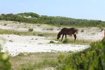 Fototapeta na wymiar Wild Horses on Beach in Maryland, Summer 2022