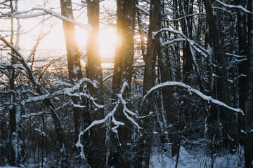 Sun shining through snow covered trees 
