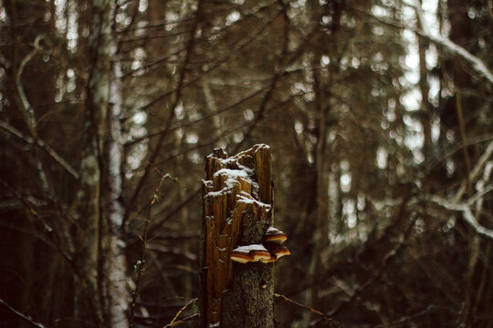 Fungus growing on a dead tree trunk in Gauja National park, Latvia, winter