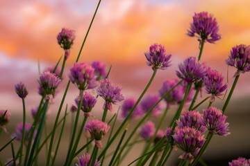 Purple flowering chives in the garden during beautiful sunset with orange clouds