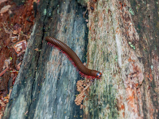 Millipede, Shenandoah National Park Virginia USA, Virginia