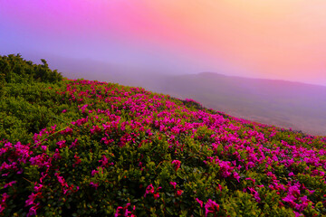 blooming pink rhododendron flowers, amazing panoramic nature scenery., Carpathian mountains, Ukraine, Europe..exclusive -this image is sold only on Adobe stock