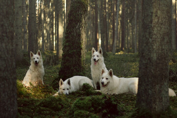Fototapeta premium Four white swiss shepherd dogs posing in the woods with sunshine through trees and green moss on the ground
