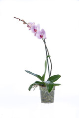 Pink orchid in a pot, with white background