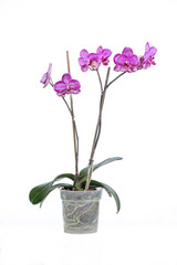 Pink orchid in a pot, with white background