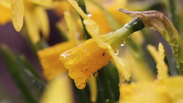 Daffodil flowers with water drops in garden