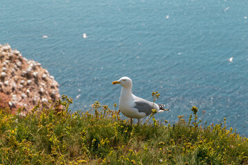 A European Seagull sits on the edge of cliff on the island Heligoland.