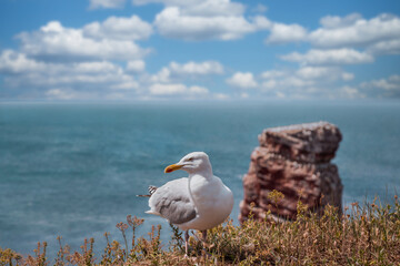 A European Seagull sits on the edge of cliff on the island Heligoland.