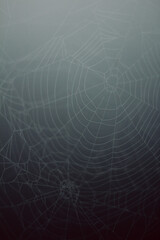 Naklejka premium Spider web with dew in morning fog with gradient background