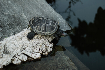 Red eared slider aquatic turtle on a wooden piece in a pond 