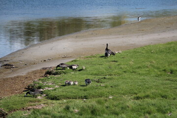 Many Branta leucopsis at Stora Amundön island in Gothenburg, Sweden