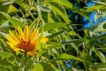 desert sunflower with two western honey bees, Apis mellifera