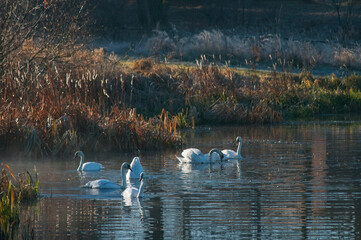 white swans group on the lake swim well under the bright sun