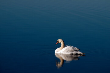 A white majestic swan floats in front of a wave of water. Young swan in the middle of the water. Drops on a wet head.