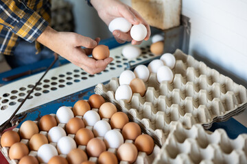 Male farmer hands packing eggs coming from chicken coop on conveyor belt into cardboard tray on small private poultry farm