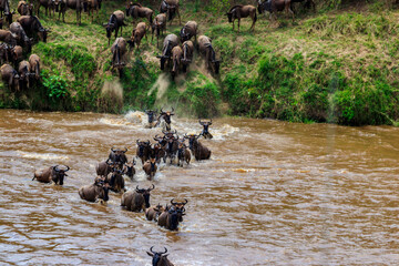 Wildebeest crossing the Mara river in Serengeti national park, Tanzania. Great migration