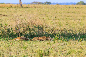 Lioness (Panthera leo) nursing her lion cubs in savannah in Serengeti national park, Tanzania