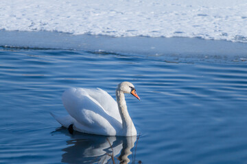 Obraz premium Close up mute swans near the lake during the winter in Denmark