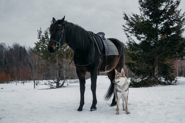 wolf and horse