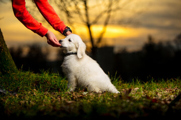 Nagradzany szczeniak psa Golden Retriever, na łące o zachodzie słońca © FotoEston