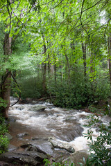 Obraz premium stream in the forest