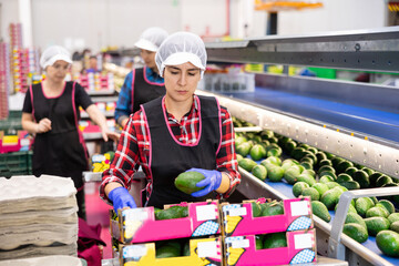 Obraz na płótnie Canvas Focused Hispanic female sorter working on vegetable sorting line in agricultural produce processing factory, packing ripe Hass avocados